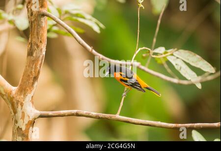 Baltimore oriole - Costa Rica Banque D'Images