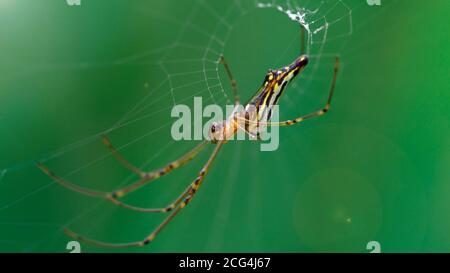 Belle araignée dorée sur son web. Photo macro de ce prédateur affable mais impitoyable qui attend sa proie dans la jungle, quelque part en Thaïlande Banque D'Images