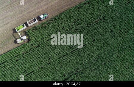 09 septembre 2020, Brandebourg, Petersdorf: Sur un champ appartenant à la ferme Markus Grund dans le district d'Oder-Spree, le maïs est haché pour une usine de biogaz et comme fourrage pour les vaches (photographie aérienne avec un drone). Actuellement, le maïs est récolté dans de nombreux endroits de l'État de Brandebourg. Selon les chiffres provisoires de l'Office de statistique de Brandebourg, un total de 229,200 hectares de maïs seront cultivés dans le Brandebourg en 2020; en 2019, ce chiffre était de 228,900 hectares. Cela signifie que la superficie de la culture du maïs est restée plus ou moins constante. Photo: Patrick Pleul/dpa-Zentralb Banque D'Images