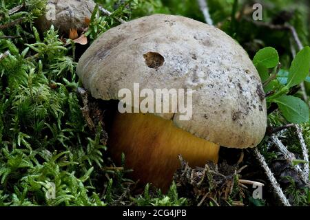 Le bolete amer de Beech (Caloboletus calopus) Banque D'Images