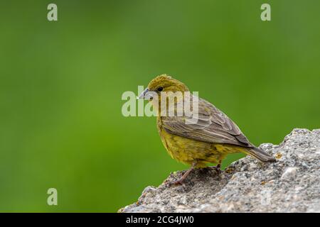 Jaune verdâtre-finch Banque D'Images