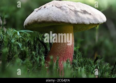 Le bolete amer de Beech (Caloboletus calopus) Banque D'Images