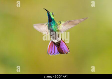 Colibris de mangue vert mâle - Costa Rica Banque D'Images