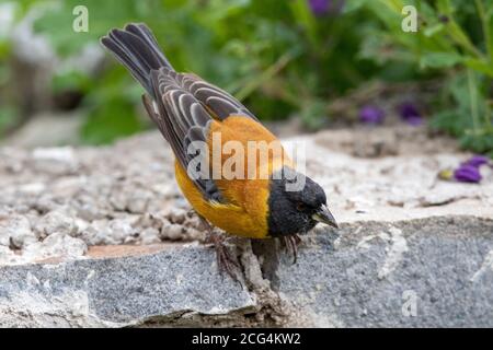 Sierra finch à capuchon noir (Phrygilus atriceps) pour homme Banque D'Images