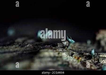 Le Green ELFCUP (Chlorociboria aeruginosa) est un champignon sur bois Banque D'Images