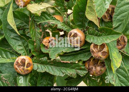 Fruits sur un arbre de Nottingham Medlar (Mespilus germanica 'Nottingham', synonyme Malus domestica 'Medlar Nottingham') Banque D'Images