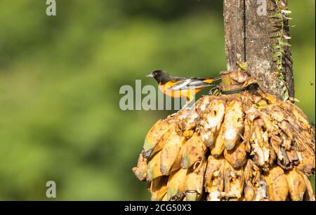 Baltimore oriole - Costa Rica Banque D'Images