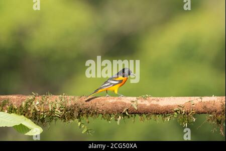 Baltimore oriole - Costa Rica Banque D'Images