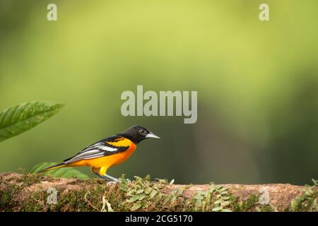 Baltimore oriole - Costa Rica Banque D'Images
