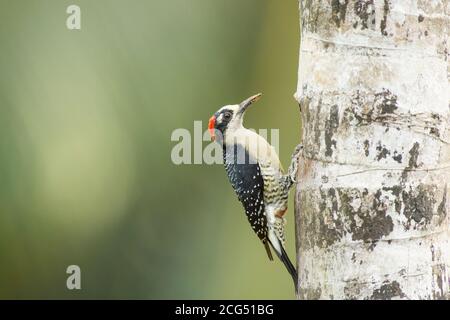 Pic à joues noires sur un arbre au Costa Rica Banque D'Images