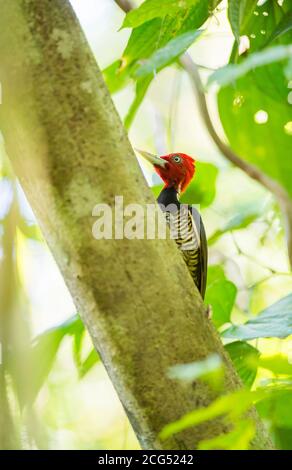 Pic à bec pâle sur un arbre dans la forêt tropicale, parc national du Corcovado, Costa Rica Banque D'Images