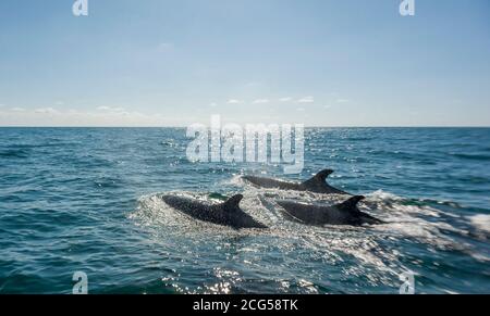 Fausse papode de baleines - Parc national du Corcovado - Costa Rica Banque D'Images