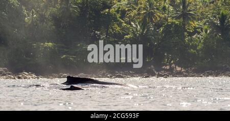 Baleine à bosse de mère et de veau - Parc national du Corcovado - Costa Rica Banque D'Images