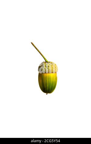 Un gland vert frais isolé sur fond blanc. Gros plan. Copier l'espace Banque D'Images