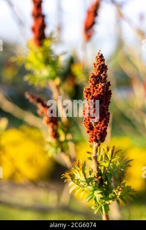 Arbre aux fleurs bordeaux en forme de bougie. Banque D'Images