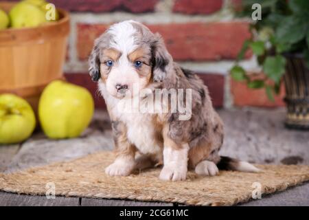 Mini Aussiedoodle chiot assis sur un sol en bois avec mur en brique et les pommes en arrière-plan Banque D'Images