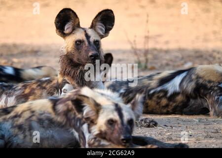 Portrait de chien sauvage africain, Lycaon pictus. Le chien peint est une espèce menacée. Parc national de Luangwa Sud, Zambie, Afrique. Banque D'Images