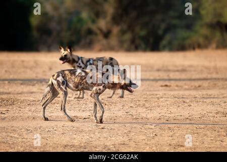 Chiens sauvages africains, Lycaon pictus, espèces menacées qui marchent dans son habitat du Parc national de Luangwa Sud, Zambie, Afrique. Banque D'Images