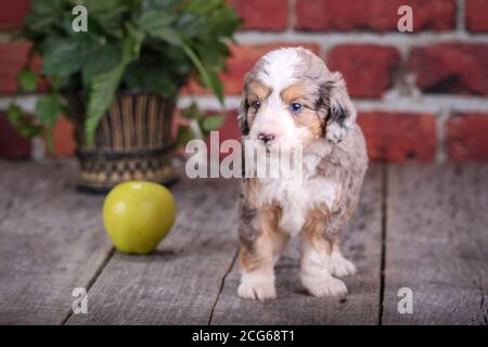 Mini Aussiedoodle chiot debout sur un sol en bois avec mur en brique et les pommes en arrière-plan Banque D'Images