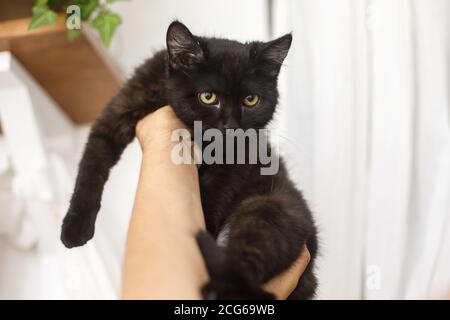 Chaton Noir Dans Les Mains Des Femmes Sur Le Fond De La Piece Blanche Femme Tenant Mignon Chat Noir Peur Dans Les Mains Concept D Adoption Photo Stock Alamy