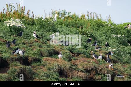 Des macareux sur l'île de Lundey, Reykyavik, s'occupent de leurs œufs et de leurs nids. Banque D'Images