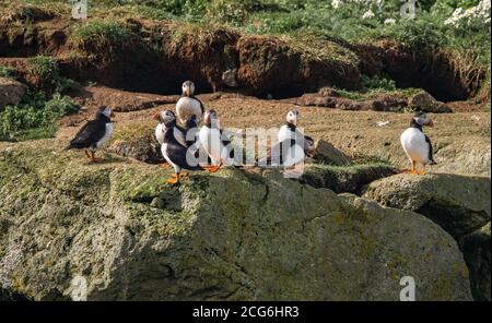 Des macareux sur l'île de Lundey, Reykyavik, s'occupent de leurs œufs et de leurs nids. Banque D'Images