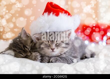 Jolis chatons en tabby qui dorment ensemble dans un chapeau de noël avec des lumières de neige floues. Chapeau de Père Noël sur joli chat de bébé. Chats de Noël. Animaux domestiques en costume Banque D'Images