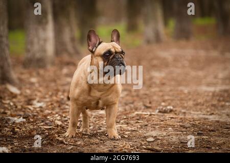 Adorable Bouledog de couleur fraye dans la forêt. Banque D'Images