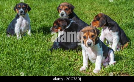 Belvoir, Lincolnshire, Royaume-Uni - les chiots de Foxdrier aux chenils de chasse de Belvoir Banque D'Images