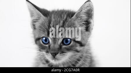 Maison Tabby Kitten gros plan avec les yeux bleus /noir et blanc Banque D'Images