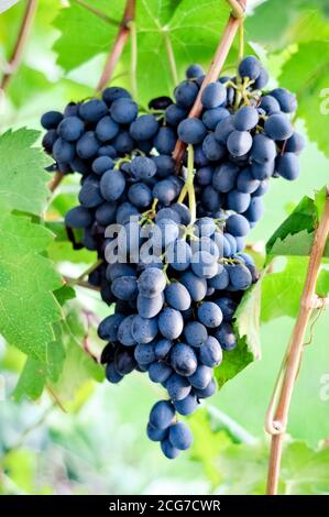 Raisins noirs sur vignes dans vignoble français. Récolte de raisins mûrs de vin bleu foncé. Bouquet frais de raisins noirs récoltés à l'extérieur. Banque D'Images
