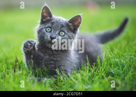 Adorable petit chaton sur l'herbe du jardin. Chat bleu britannique. Banque D'Images