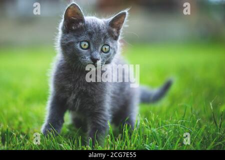 Adorable petit chaton sur l'herbe du jardin. Chat bleu britannique. Banque D'Images