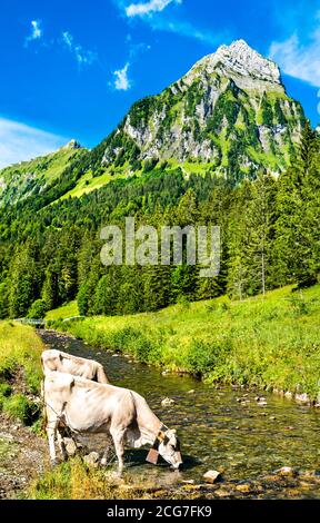 Vaches buvant de la rivière Sulzbach dans les Alpes suisses Banque D'Images