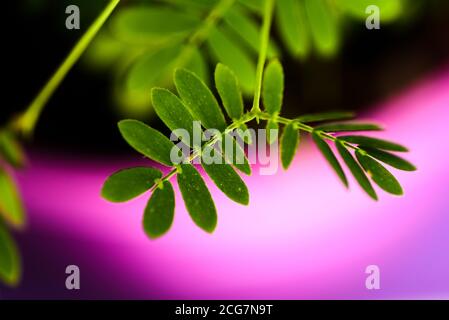 Macro-photographie de Mimosa pudica, également appelée plante sensible, plante endormie, plante d'action. Banque D'Images