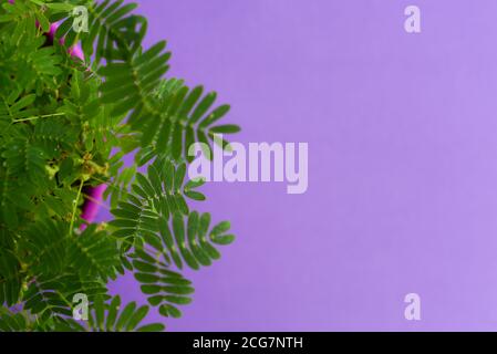Macro-photographie de Mimosa pudica, également appelée plante sensible, plante endormie, plante d'action. Banque D'Images