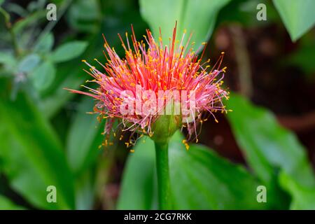 Gros plan d'un lys sanguin, également appelé Scadoxus multiflorus ou blutblume Banque D'Images