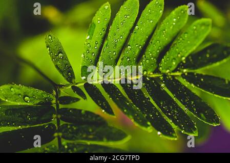 Macro-photographie de Mimosa pudica, également appelée plante sensible, plante endormie, plante d'action. Banque D'Images