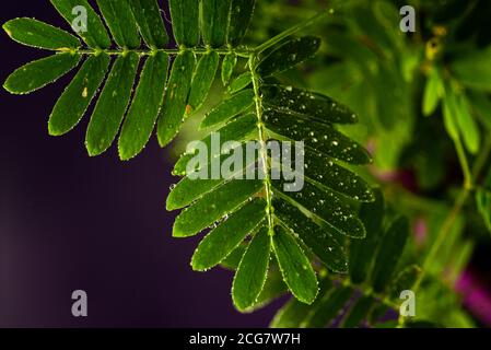 Macro-photographie de Mimosa pudica, également appelée plante sensible, plante endormie, plante d'action. Banque D'Images