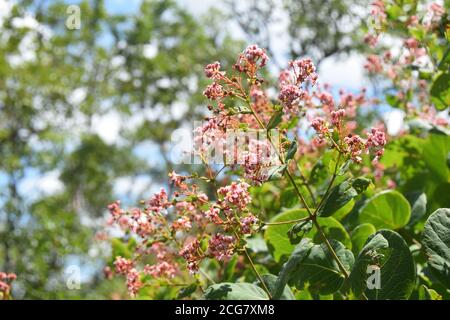 flore brésilienne cerrado bioma fleur tropicale gros plan Banque D'Images