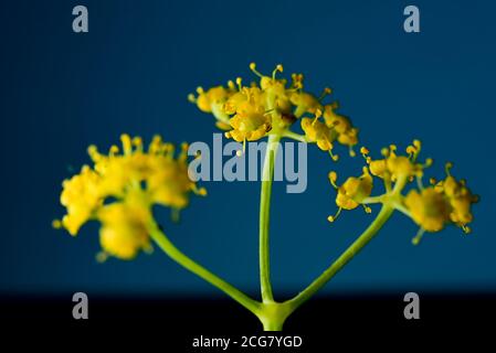 Studio professionnel Macro gros plan photographie de l'aneth jaune maigre fleurs de plantes Banque D'Images