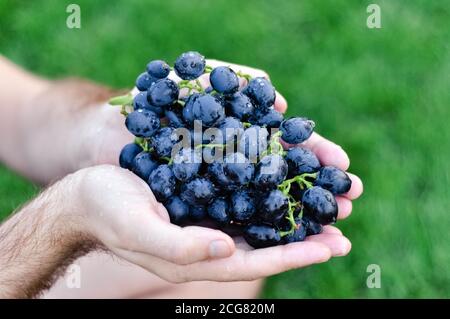 Les mains de sexe masculin tiennent le bouquet frais de raisins noirs moissonnent. Homme tenant des raisins mûrs de vin bleu foncé, gros plan Banque D'Images