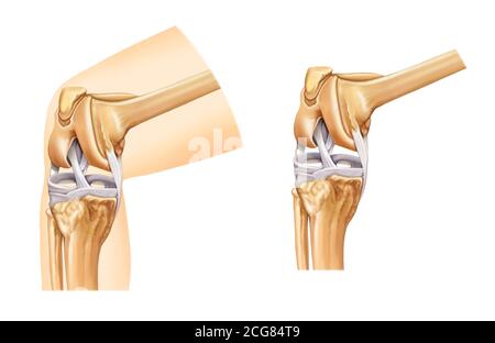 illustration anatomique du genou Banque D'Images