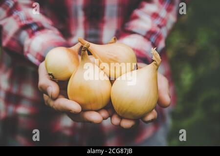 Un fermier tient une récolte d'oignons dans ses mains. La nature sélective. Banque D'Images