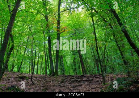 Vue sur la forêt de hêtres Jorda par une journée d'été où les feuilles montrent leur meilleure splendeur verte, la Catalogne, Espagne Banque D'Images