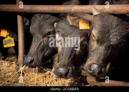 3 veaux de buffles méditerranéens italiens regardant la caméra. Portrait en gros plan. Banque D'Images