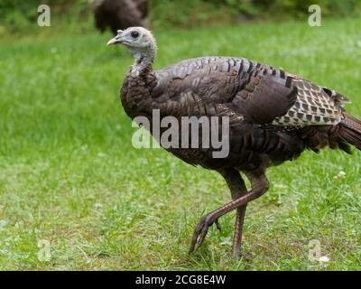 Une dinde sauvage traversant une pelouse. Québec, Canada Banque D'Images