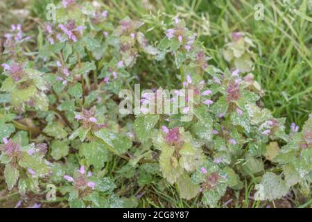 Fleurs violettes et feuillage de rouge Morte-Nettle / Lamium purpueum. Les mauvaises herbes arables et hedgerow, autrefois utilisées comme plante médicinale dans les remèdes à base de plantes médicinales. Banque D'Images