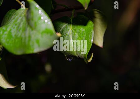 petite eau de rosée sur la feuille de taro verte. chute d'eau sur la feuille Banque D'Images