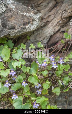 Lin Ã feuilles d'Ivy / Cymbalaria muralis poussant dans un mur de pierre. Une fois utilisé comme plante médicinale pour les remèdes à base de plantes. Banque D'Images